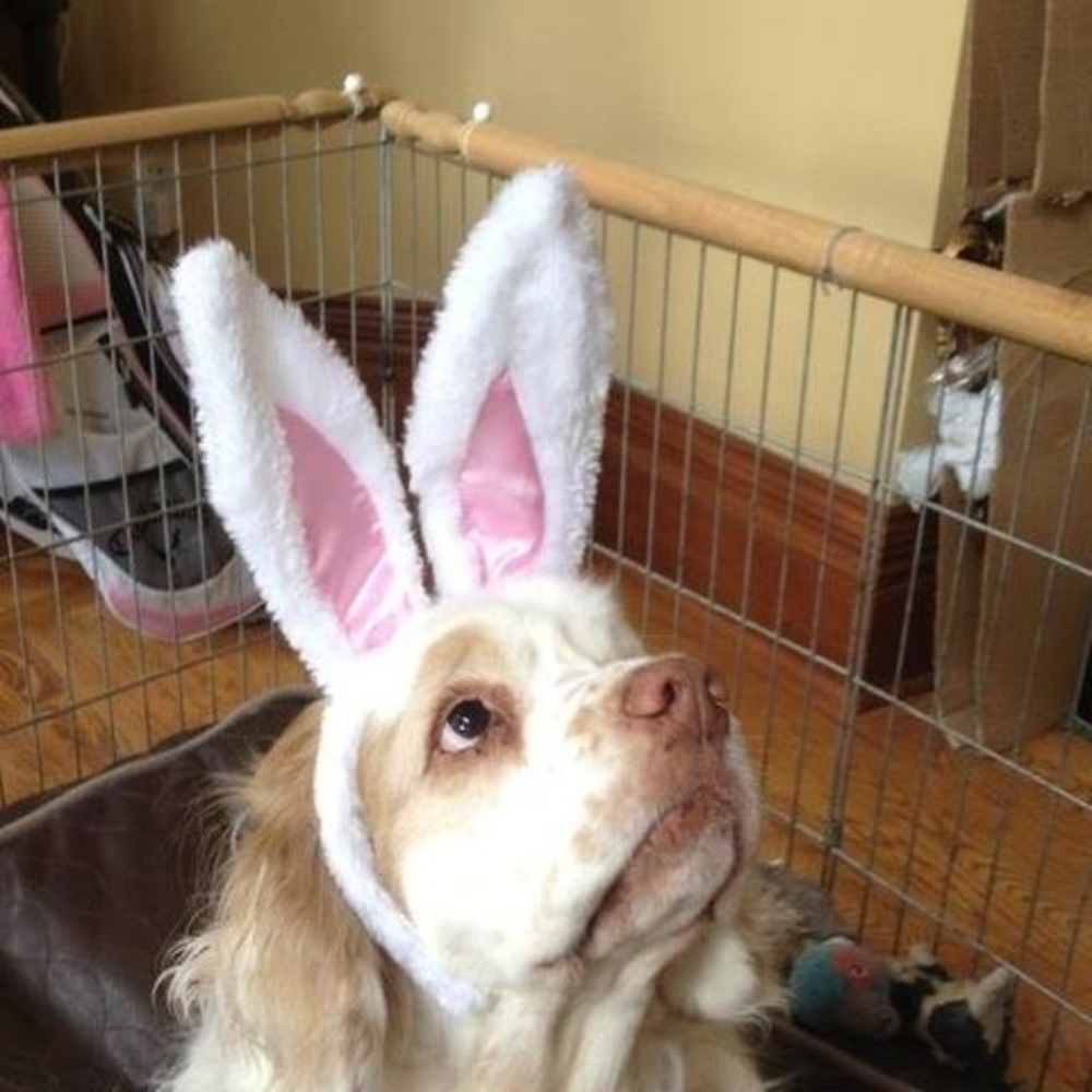 Meet your Posher, Joanne